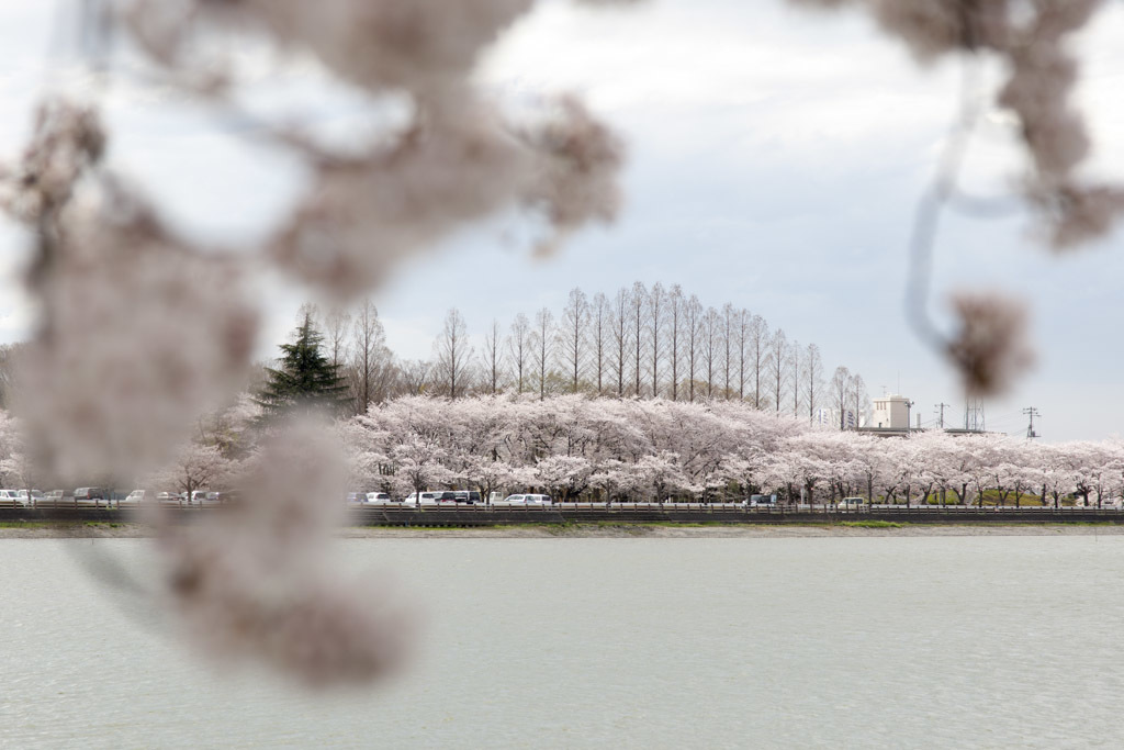 桜