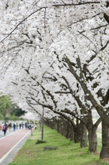 桜並木