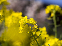 菜の花