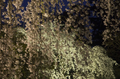 夜桜