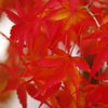朱
