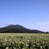 蕎麦畑と筑波山