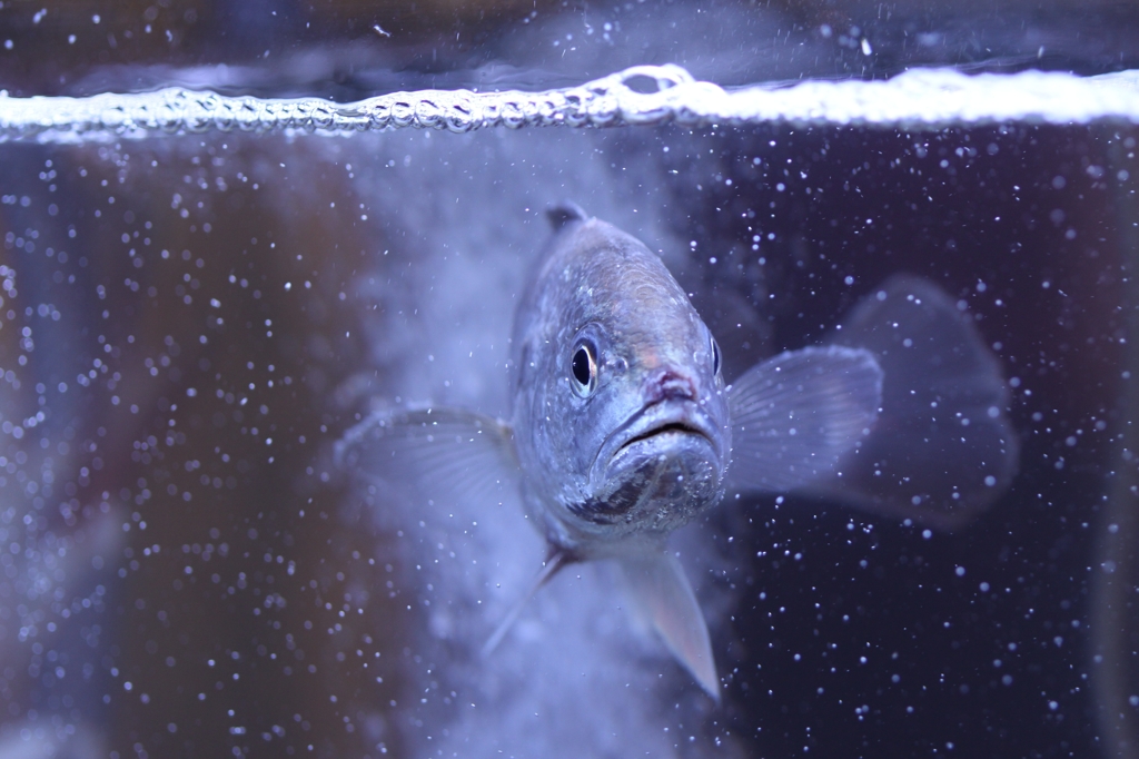 お魚