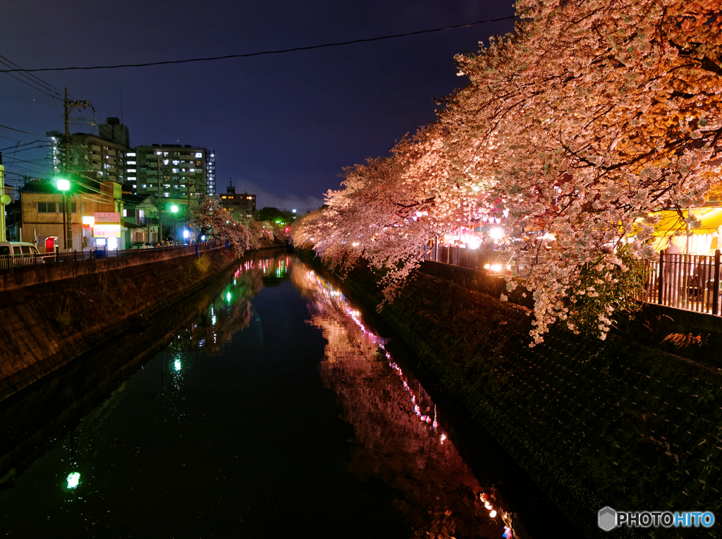 大岡川の夜桜(1)
