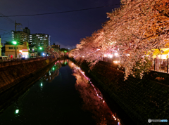 大岡川の夜桜(1)