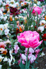 DP2M0316