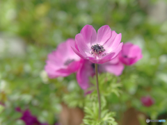 ウチで一番目立つ花