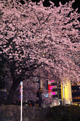 上野の夜桜(1)
