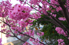 滝の川