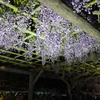 亀戸天神(3)