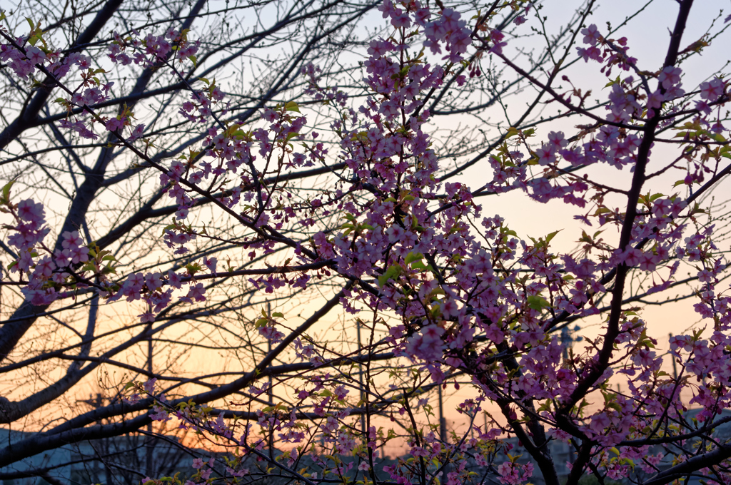 夕陽のグラウンド(2)