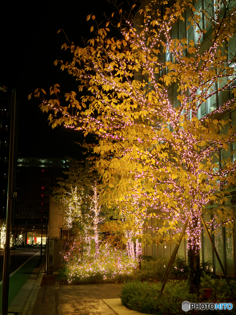 天王洲アイルの紅葉