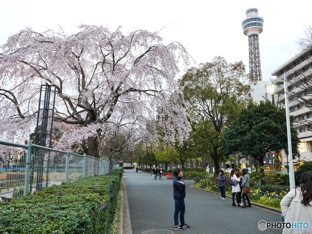 山下公園の桜と人々