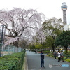 山下公園の桜と人々