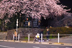 上野の夜桜(2)