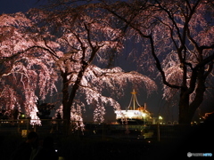 山下公園の枝垂れ桜