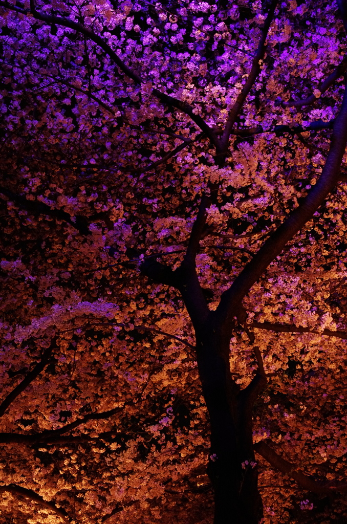 目黒川