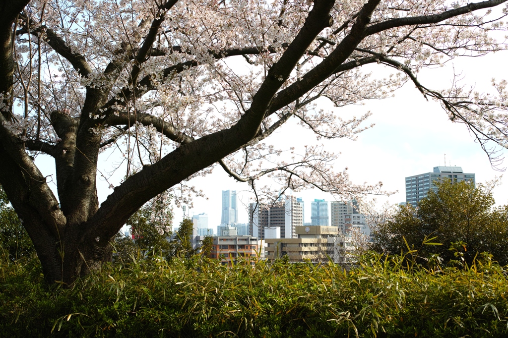 みはらし公園