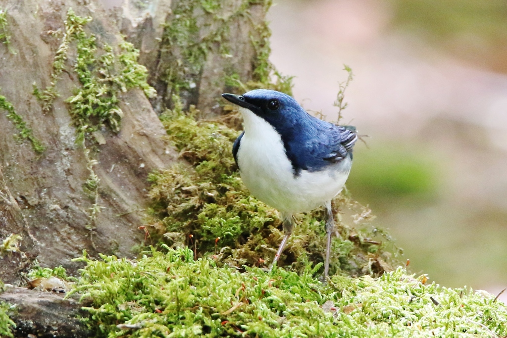 青い鳥、コルリ