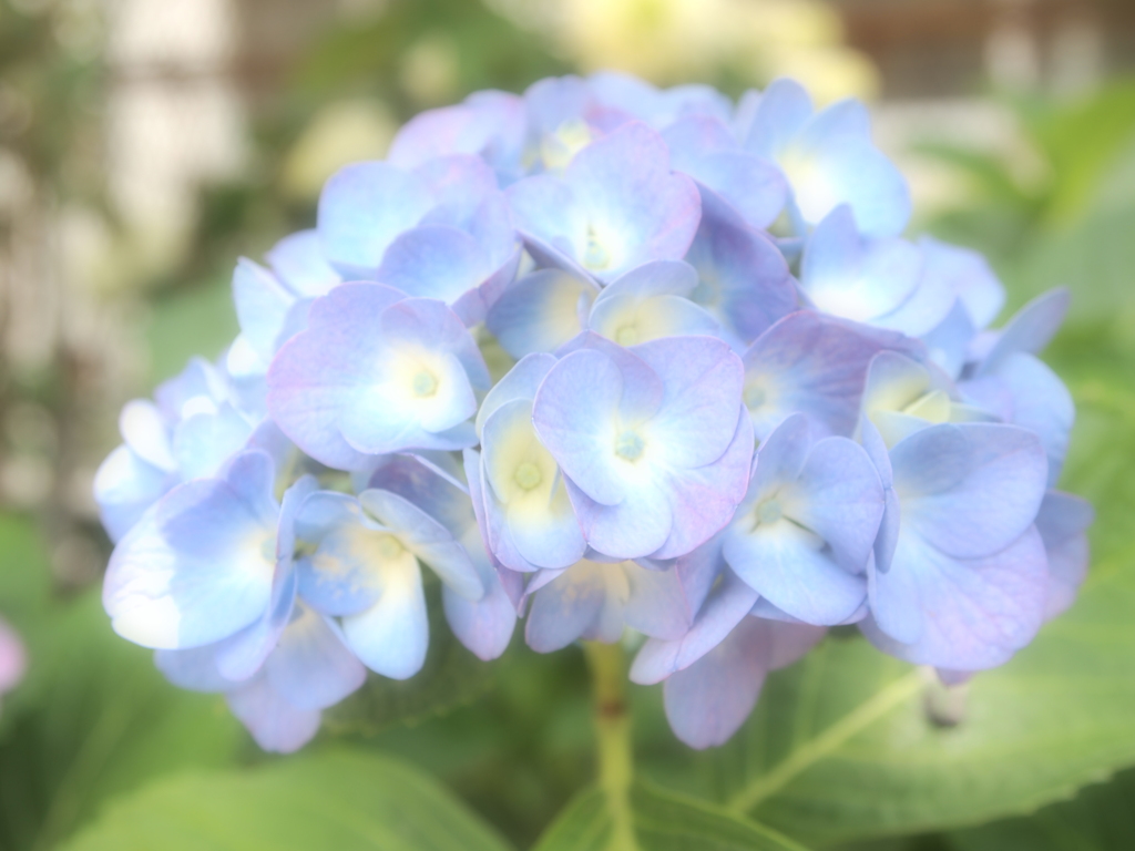 移り気