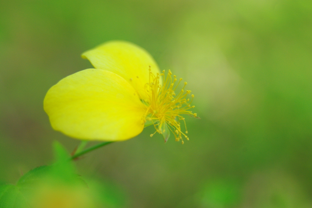 花占い‥