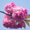 緋桜