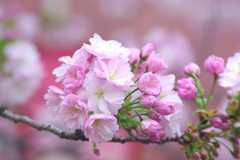 簪桜