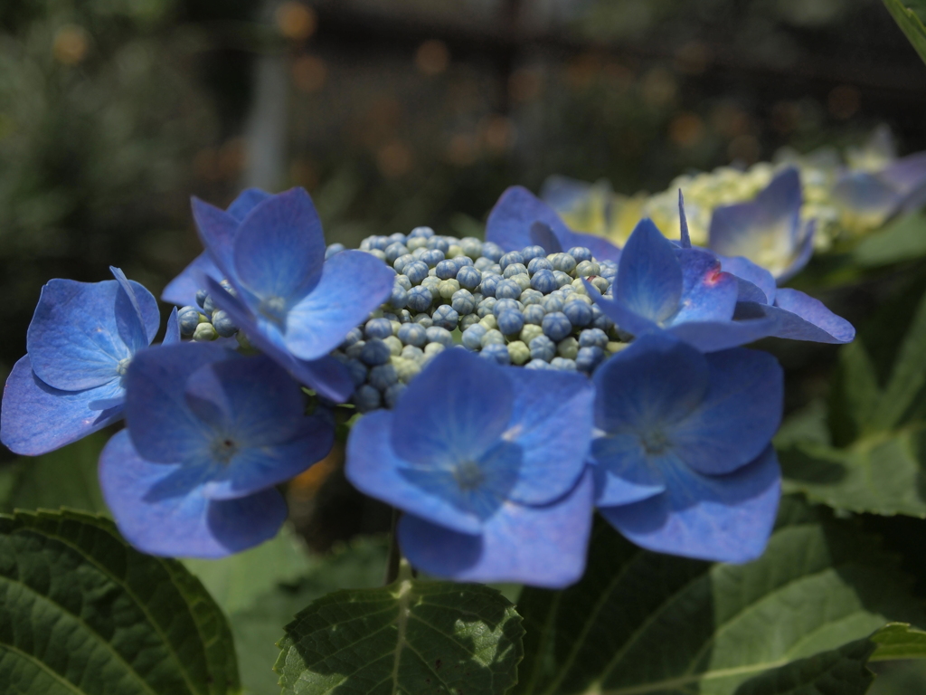 +rainy flower+