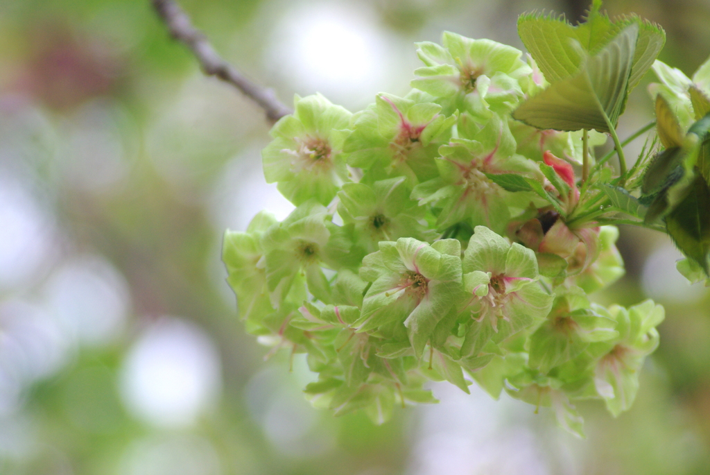 緑の桜