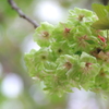 緑の桜