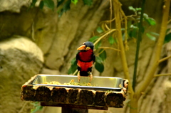 上野動物園_バードハウス2