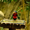 上野動物園_バードハウス2