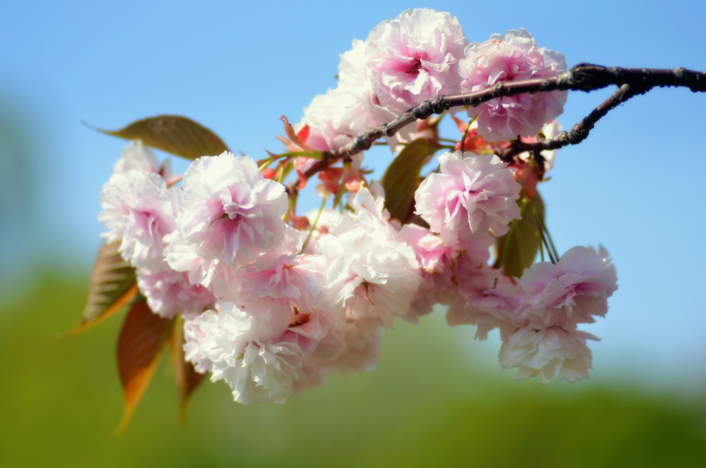 新宿御苑の八重桜