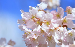 青に桜