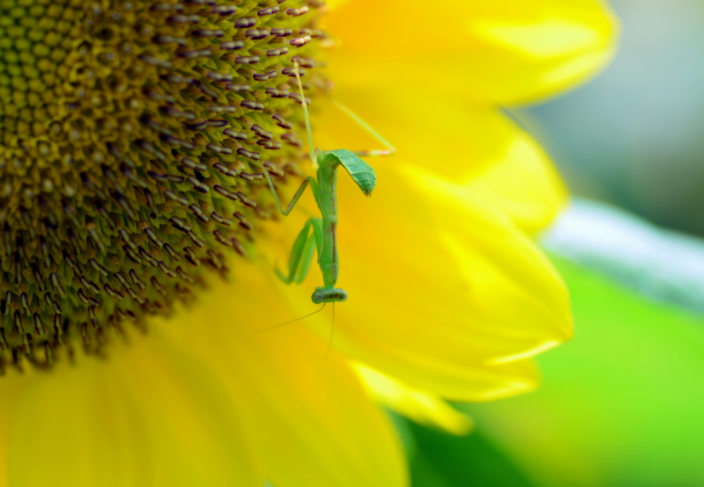 カマキリの大冒険