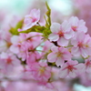 三十三間堂の河津桜