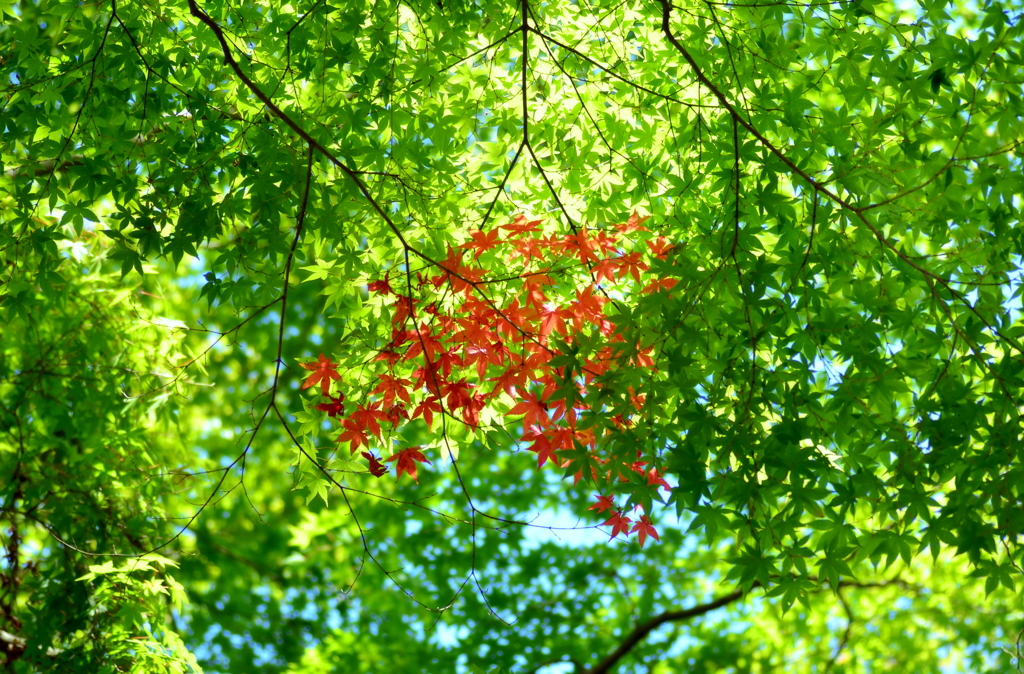 紅一点