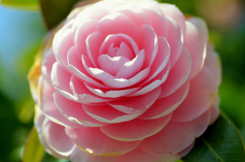 春に向けて