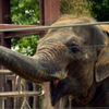 上野動物園_ゾウ
