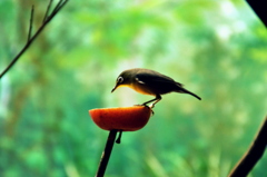 上野動物園_鳥