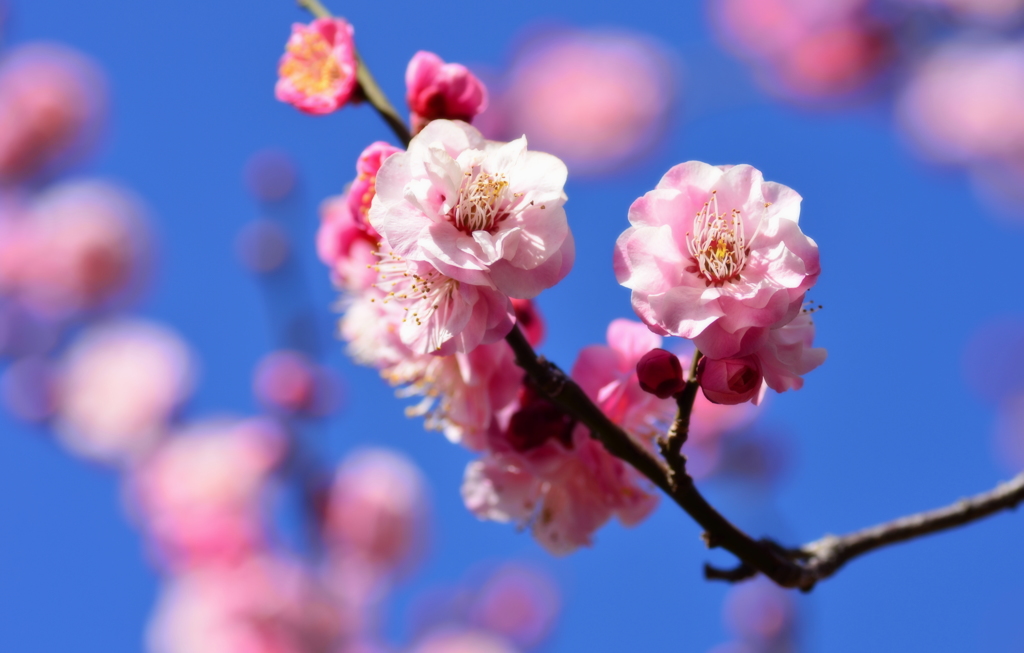 青空に華やぐ少女たち