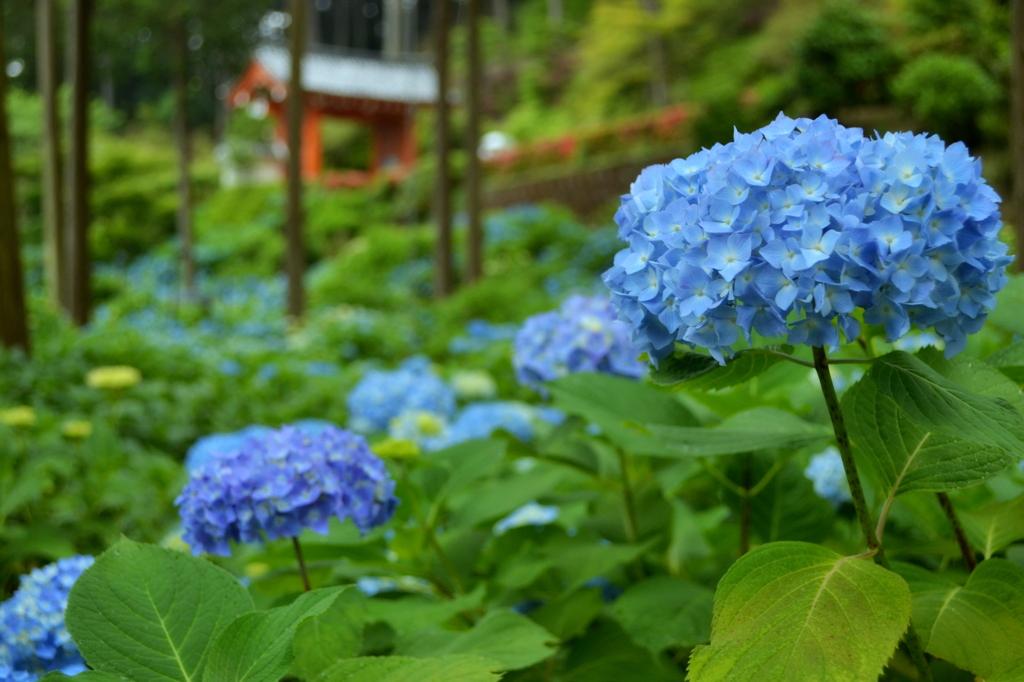 紫陽花に守られて