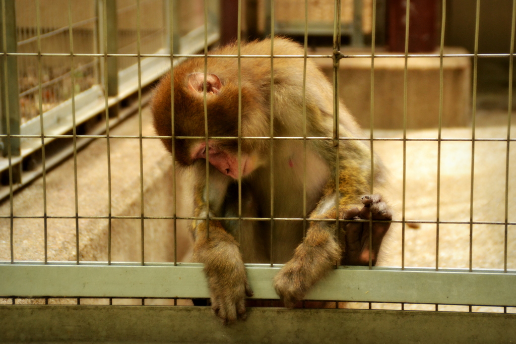 上野動物園_サル脱出計画？