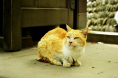 深大寺の守り猫