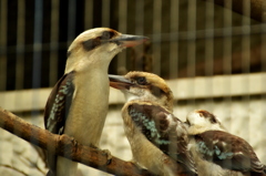 上野動物園_ワライカワセミ