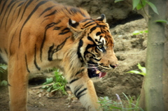 上野動物園_トラ