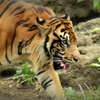 上野動物園_トラ