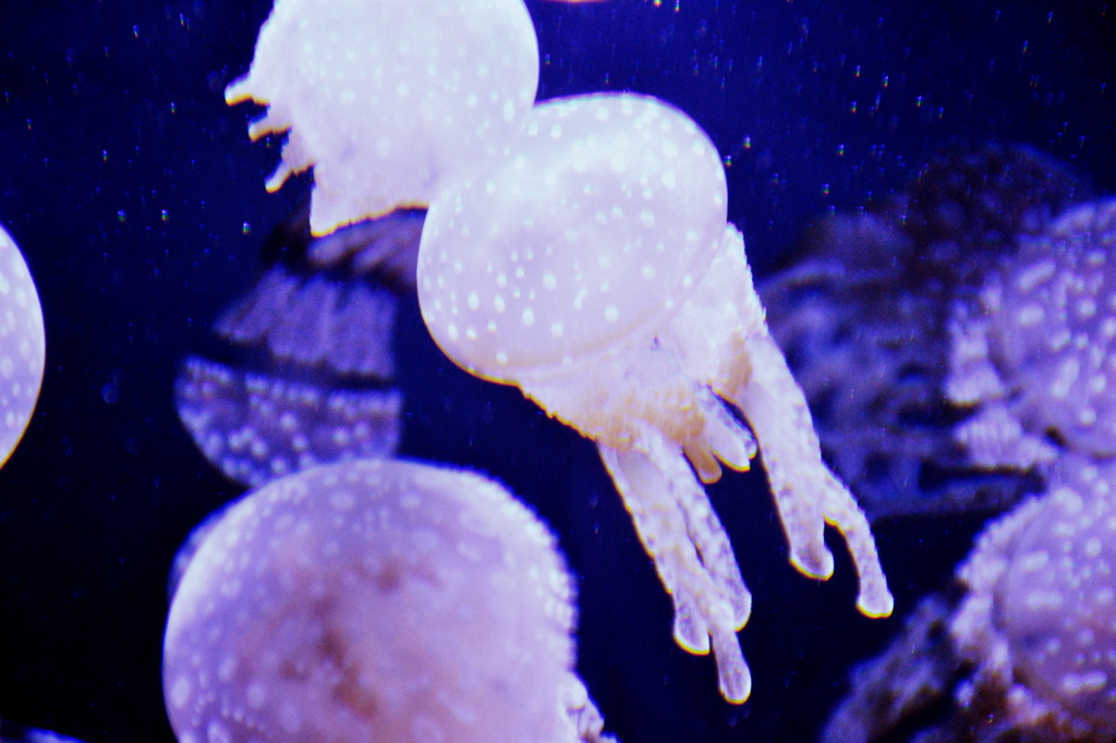ゆらめく
