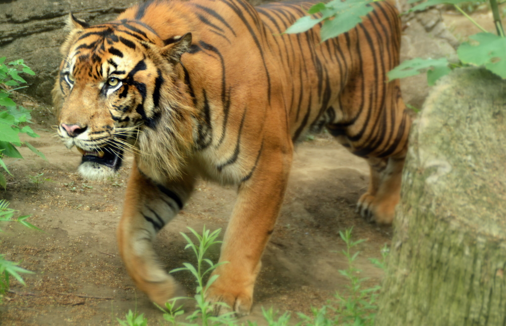 上野動物園_トラ