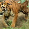 上野動物園_トラ